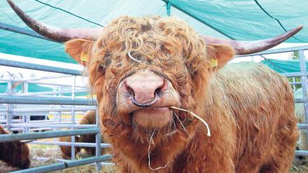 Die etwas andere Art. Das Highland Rind Obelix erwartet die Besucher der 20. Brandenburger Landwirtschaftsausstellung in der Rinderhalle.
