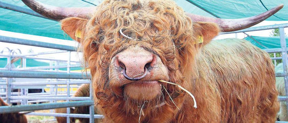 Die etwas andere Art. Das Highland Rind Obelix erwartet die Besucher der 20. Brandenburger Landwirtschaftsausstellung in der Rinderhalle.