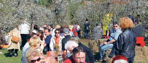 Wein, Sonne und die schönste Blütenpracht: Viele Besucher des 131. Baumblütenfestes zog es in die Gärten und auf die Plantagen. Die Organisatoren förderten dies, um das Fest in der Innenstadt zu entzerren. Insgesamt 500 000 Besucher waren laut Schätzungen in der Festwoche in und um Werder unterwegs.