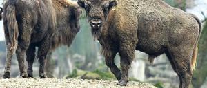 Urvieh. Der Wisent ist das größte Landsäugetier Europas. In der Döberitzer Heide lebt er jetzt wie in freier Natur.