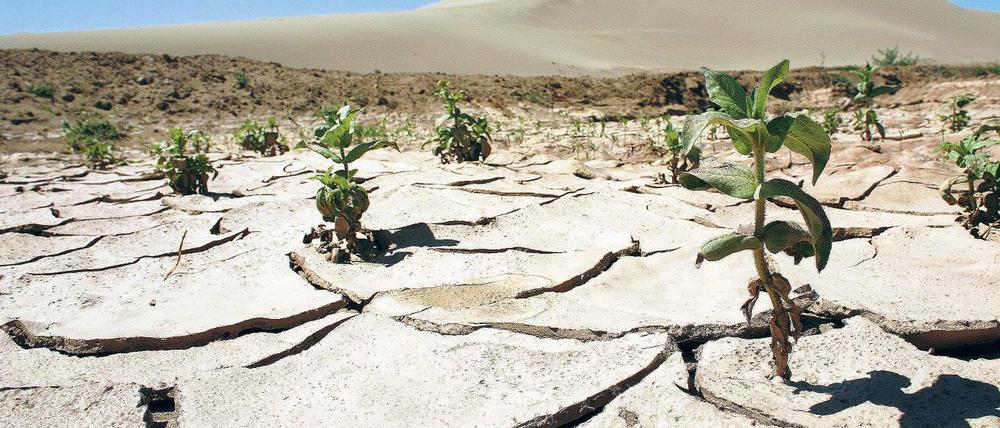 Direkte Effekte. Im Gegensatz zur Finanzkrise hat der Klimawandel direkte Auswirkungen auf die Staaten Afrikas: Dürren und Überflutungen sind die Folgen. Anpassung sei daher nötig.