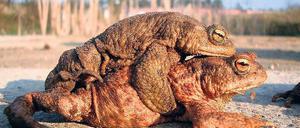 Tod im Huckepack: Einige Kröten-Paare legen die Strecke gemeinsam zurück. Burghard Sell, seine Frau Petra und Jörg Dorowski (r.) wollen sie retten.