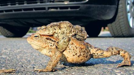 Auch hier ist die Naturwacht aktiv. Mitarbeiter und ehrenamtlichen Helfer stellten 2009 etwa 18 Kilometer Amphibienzäune auf  gegen den massenhaften Straßentod von Kröten.