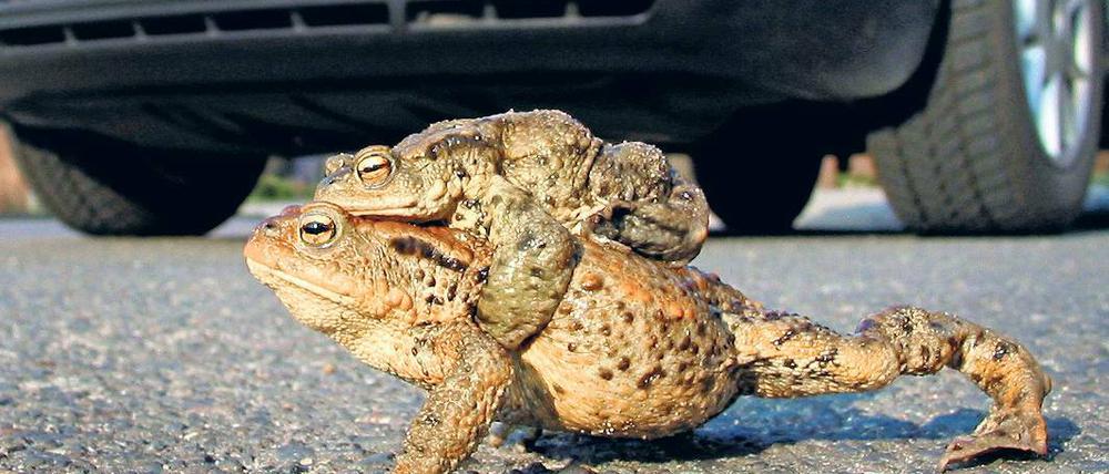 Auch hier ist die Naturwacht aktiv. Mitarbeiter und ehrenamtlichen Helfer stellten 2009 etwa 18 Kilometer Amphibienzäune auf  gegen den massenhaften Straßentod von Kröten.