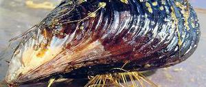 Vorbild Natur. Die goldgelben Fäden, mit denen die Miesmuschel sich festhält, haben begehrenswerte Eigenschaften. Forscher wollen sie im Labor nachbilden.