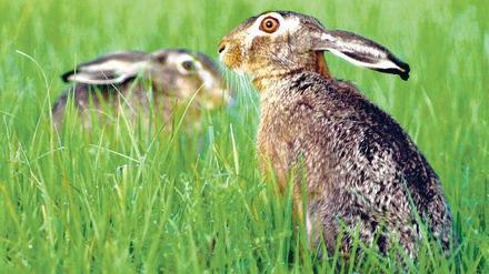 Der Osterhase? In vielerlei Gestalt wird er am Sonntag und Montag in Potsdam zu sehen sein  doch was die Kinder am meisten interessiert, ist das, was er im hohen Gras versteckt hat.