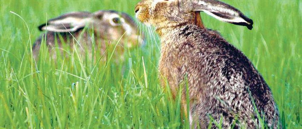 Der Osterhase? In vielerlei Gestalt wird er am Sonntag und Montag in Potsdam zu sehen sein  doch was die Kinder am meisten interessiert, ist das, was er im hohen Gras versteckt hat.