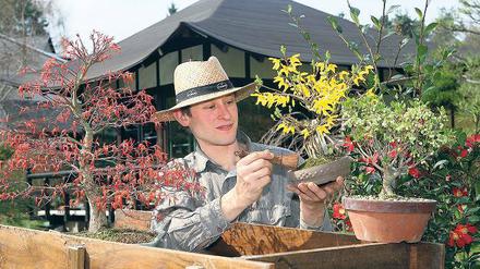 Vorbereitungen für die nächste Saison: Tilo Gragert mit einem Forsythien-Bonsai.