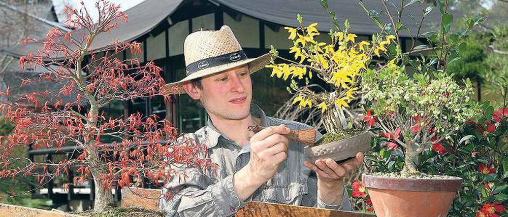 Vorbereitungen für die nächste Saison: Tilo Gragert mit einem Forsythien-Bonsai.