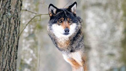 Raubtier Wolf. Schaf- und Ziegenherden sollten ohnehin gut geschützt werden. Ob dies nun auch für Kuhherden gilt, darf noch bezweifelt werden.
