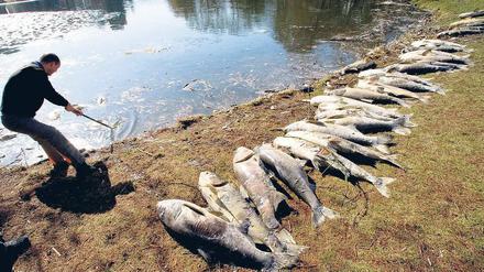 Kadaver. Auch im Berliner Lietzensee schwimmen tote Fische.