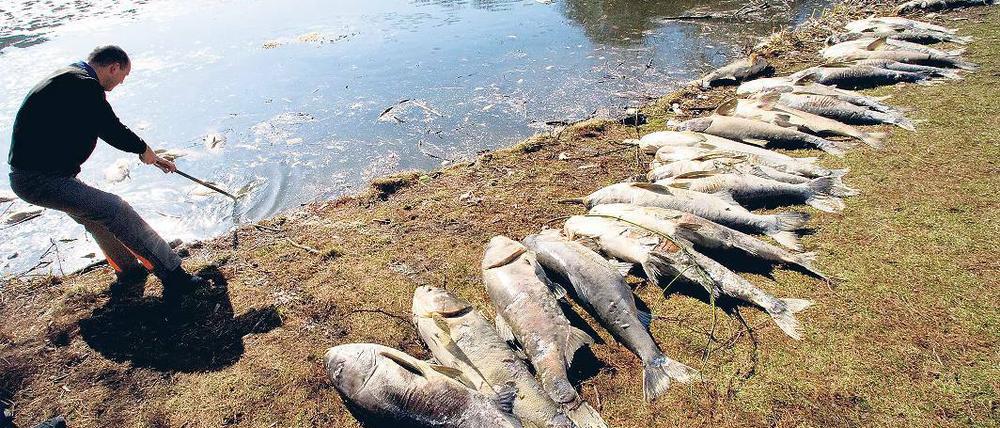 Kadaver. Auch im Berliner Lietzensee schwimmen tote Fische.