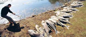 Kadaver. Auch im Berliner Lietzensee schwimmen tote Fische.