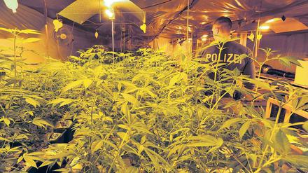 Ungewöhnlich großer Fund. Die Polizei entdeckte rund 2500 Cannabispflanzen.