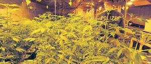 Ungewöhnlich großer Fund. Die Polizei entdeckte rund 2500 Cannabispflanzen.