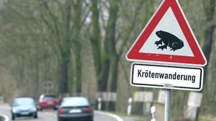 Achtung! Die alljährliche Krötenwanderung steht unmittelbar bevor.