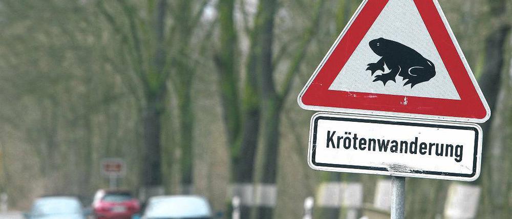 Achtung! Die alljährliche Krötenwanderung steht unmittelbar bevor.