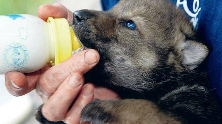 Wolfsjunge werden mit der Flasche aufgezogen, um sie an Menschen zu gewöhnen.