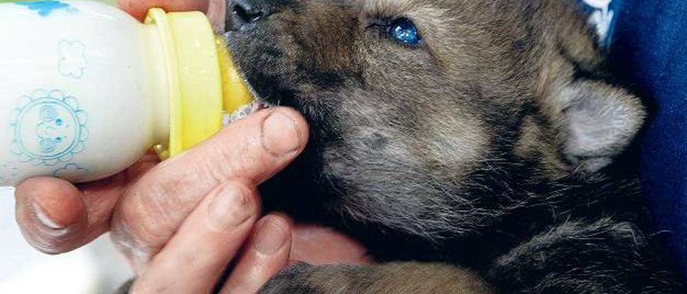 Wolfsjunge werden mit der Flasche aufgezogen, um sie an Menschen zu gewöhnen.