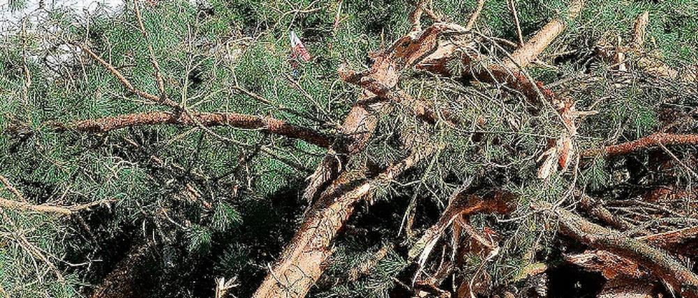 Ausgleich. Für die Naturzerstörung für den BBI-Ausbau  hier die Rodungen für die Bahnanbindung  soll an anderer Stelle Ersatz geschaffen werden.