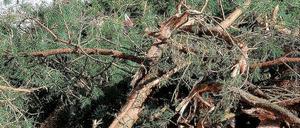 Ausgleich. Für die Naturzerstörung für den BBI-Ausbau  hier die Rodungen für die Bahnanbindung  soll an anderer Stelle Ersatz geschaffen werden.