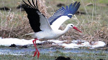 Zurückgekehrt. Ein Weissstorch (Ciconia ciconia) auf Futtersuche auf einem Feld bei Staffelde (Oberhavel) in Brandenburg. Seit Jahren ist Brandenburg das storchenreichste Bundesland, mehr als ein Viertel der 4000 Storchenpaare Deutschlands ist hier zu Hause.