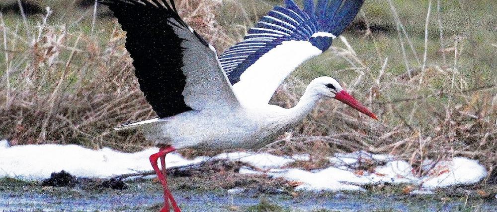 Zurückgekehrt. Ein Weissstorch (Ciconia ciconia) auf Futtersuche auf einem Feld bei Staffelde (Oberhavel) in Brandenburg. Seit Jahren ist Brandenburg das storchenreichste Bundesland, mehr als ein Viertel der 4000 Storchenpaare Deutschlands ist hier zu Hause.