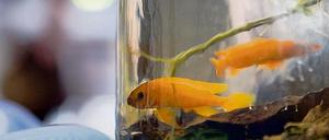 Für den Export. Zierfische sollen die Wirtschaft von Burundi ankurbeln.