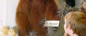 Über zwei Meter groß ist der Bär, der den Namen Bruno bekam.