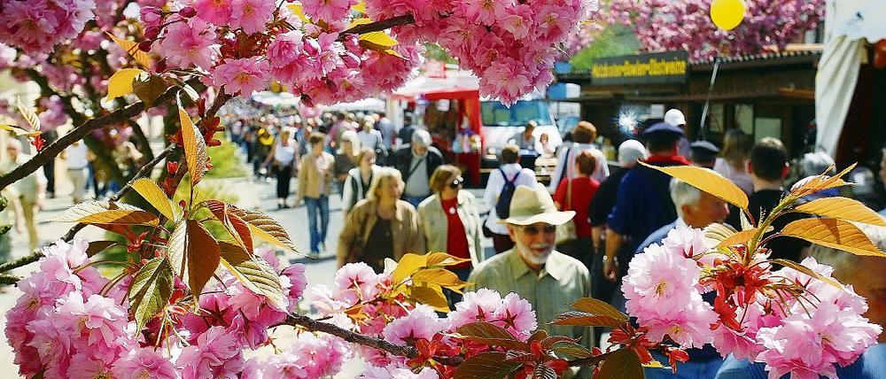 Feiern unter Blüten. Wieviel Trubel verträgt die Stadt Werder (Havel)? Am kommenden Mittwoch soll das aktuelle Blütenfestkonzept für 2010 öffentlich diskutiert werden.