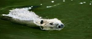 Ein Problem? Biber verhalten sich eher unauffällig.