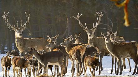 Winterhart. Das Problem ist nicht die Kälte, sondern der verharschte Schnee.