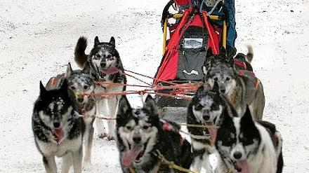 Wetterglück. Dirk Grünberg kann mit seinen Huskys vor der Haustür trainieren. Im Februar fährt der amtierende Schlitten-Weltmeister zur WM ins Erzgebirge.