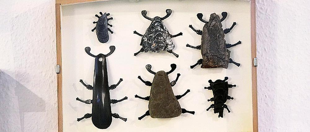 Unter Glas: In der Ausstellung befinden sich Schaukästen mit allerlei Käfergetier.