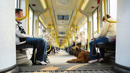 Verkehrsverbund zeigt Biss. Eine Maulkorbpflicht gab es bisher in Bussen und Bahnen von Berlin und Brandenburg nur für große Rassen. Die neue Regelung gilt nun offiziell für alle Hunde  auch für die Kleinsten.