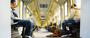 Verkehrsverbund zeigt Biss. Eine Maulkorbpflicht gab es bisher in Bussen und Bahnen von Berlin und Brandenburg nur für große Rassen. Die neue Regelung gilt nun offiziell für alle Hunde auch für die Kleinsten.