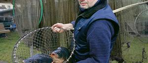 Noch leben sie: Mario Weber, ansässig an der Großen Fischerstraße, mit zwei Exemplaren der Sorte Cyprinus carpio.