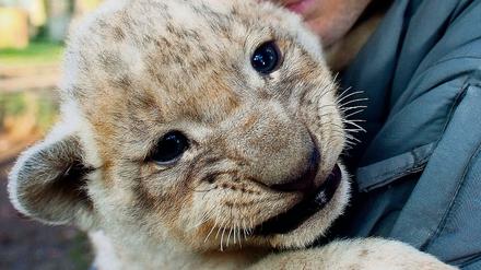Liebevoll betreut. Tierpfleger Uwe Fanke vom Zoo in Eberswalde mit einem Löwenbaby.