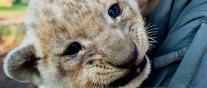 Liebevoll betreut. Tierpfleger Uwe Fanke vom Zoo in Eberswalde mit einem Löwenbaby.