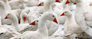 Stehen gut im Futter: Die Gänse von Landwirt Ruden in Fahrland.