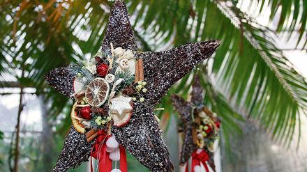 Weihnachtssterne unter Palmen sind im Botanischen Garten zu sehen.