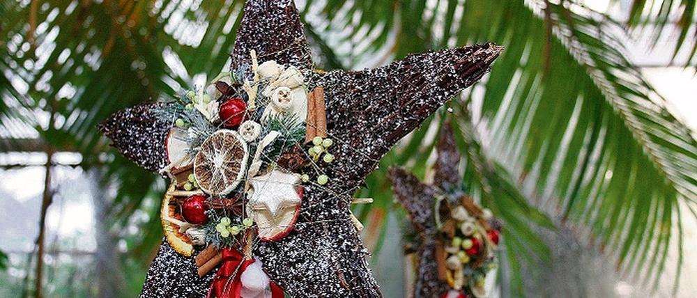 Weihnachtssterne unter Palmen sind im Botanischen Garten zu sehen.