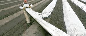 Erntehelfer aus Polen sind auf den Spargelhöfen immer noch in der Mehrheit. Die Deutschen haben aber aufgeholt.