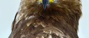 Durch illegale Jagd gefährdet  der Schreiadler.