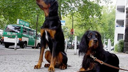 Feine Nasen. Gordon-Setter sollen helfen, den Rocker-Mörder zu finden. 