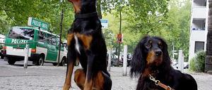Feine Nasen. Gordon-Setter sollen helfen, den Rocker-Mörder zu finden.