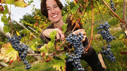 Überschaubare Menge. Jungwinzerin Ragna Haseloff erntet auf dem Mühlenberg in Baruth/Mark Trauben der Sorte Cabernet Cortis. Richtig viel gibt es bei der ersten Weinlese nicht zu tun. Das werden höchsten 150 Liter, schätzt Haselhoff.