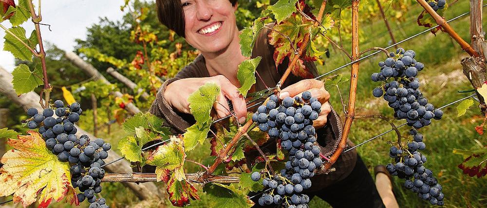 Überschaubare Menge. Jungwinzerin Ragna Haseloff erntet auf dem Mühlenberg in Baruth/Mark Trauben der Sorte Cabernet Cortis. Richtig viel gibt es bei der ersten Weinlese nicht zu tun. Das werden höchsten 150 Liter, schätzt Haselhoff.