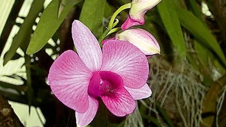 Dendrobium bigibbum. Die Orchidee heißt Zweihöckriges Baumwesen.