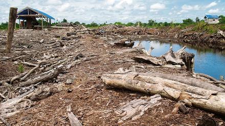 Kahlschlag. Rodung der Regenwälder verlangt neue Form von Naturschutz.